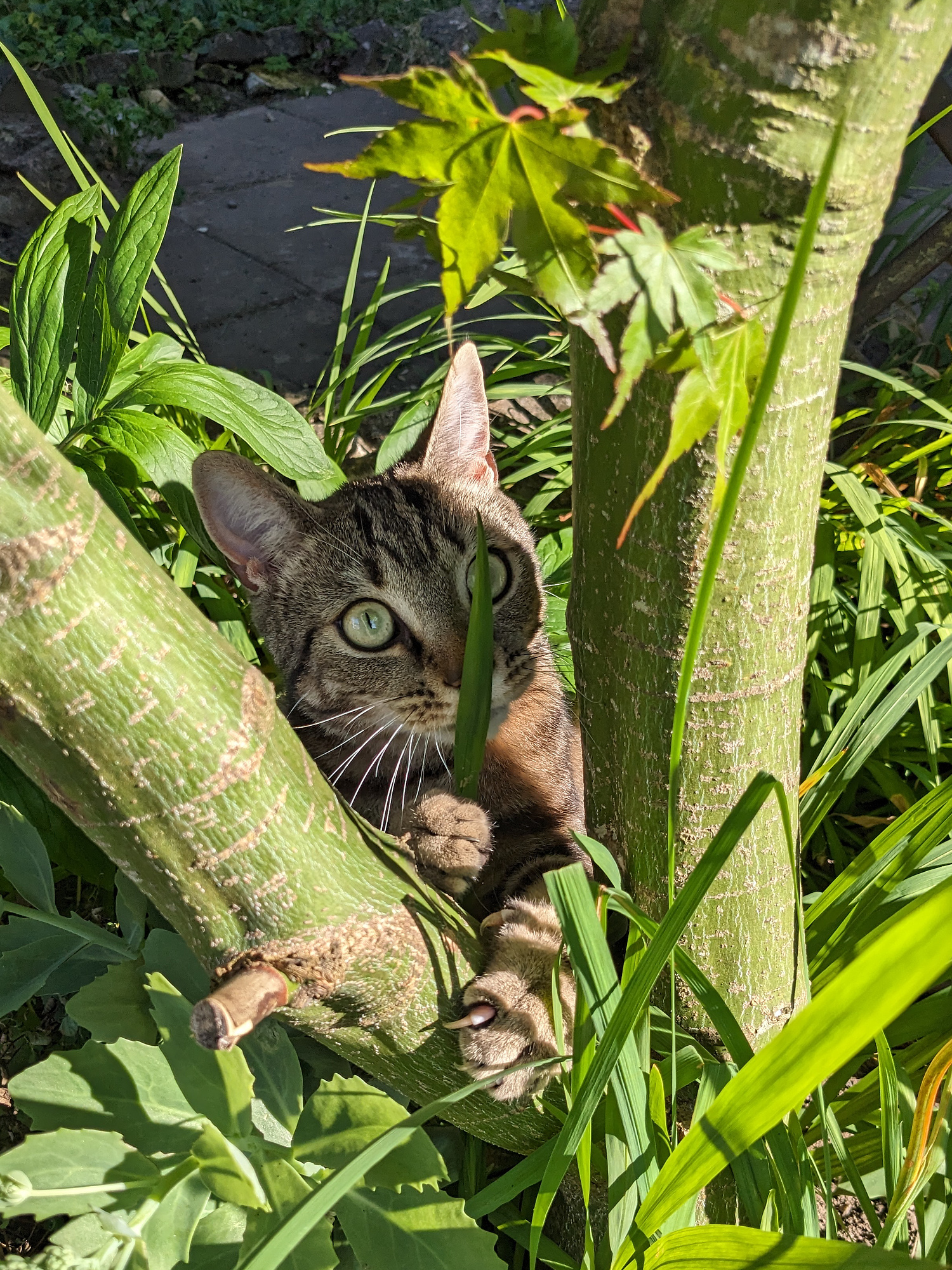 My cat, a male tabby propping himself up between two branching tree trunks, surrounded by foliage. His eyes are wide, ears perked up, and he has his claws digging into the leftmost tree trunk.