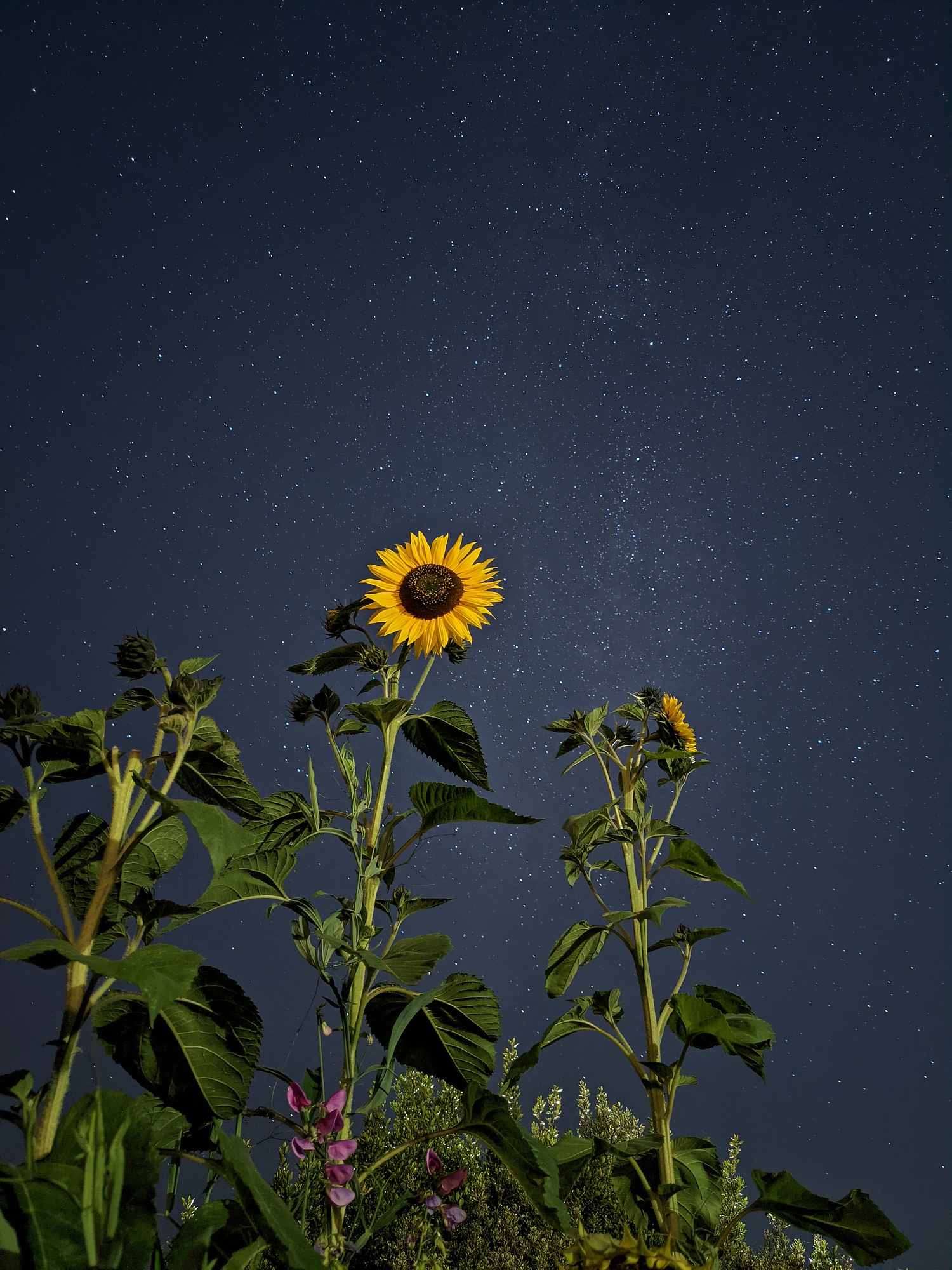 A photograph of a sunflower taken at night. The sunflower is vibrant and bright, as if it was taken during the day - whereas the background shows the sky at night, the stars and the milky way visible behind the sunflower