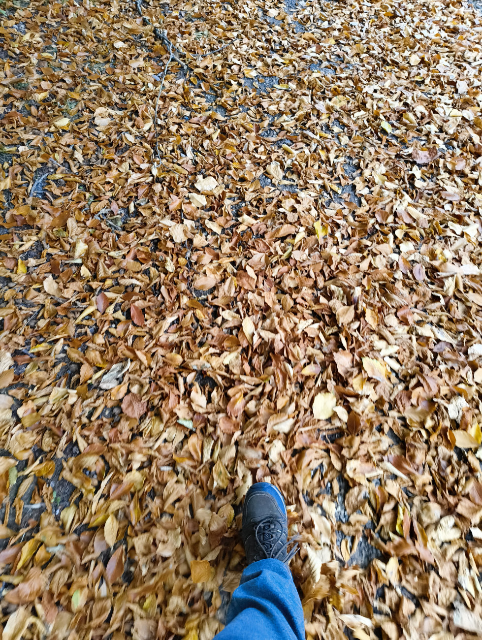 A photo looking down at yellow leaves covering the ground, with a single leg visible.